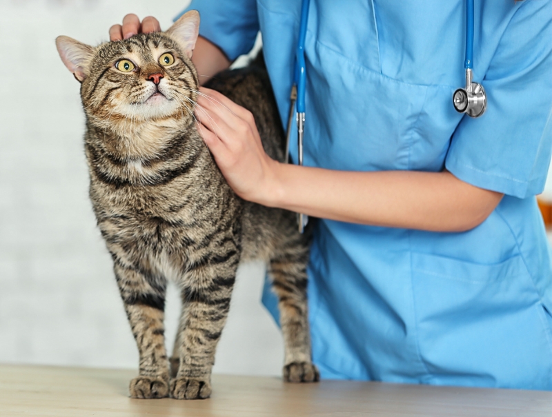 Veterinary Jobs in Land O'Lakes