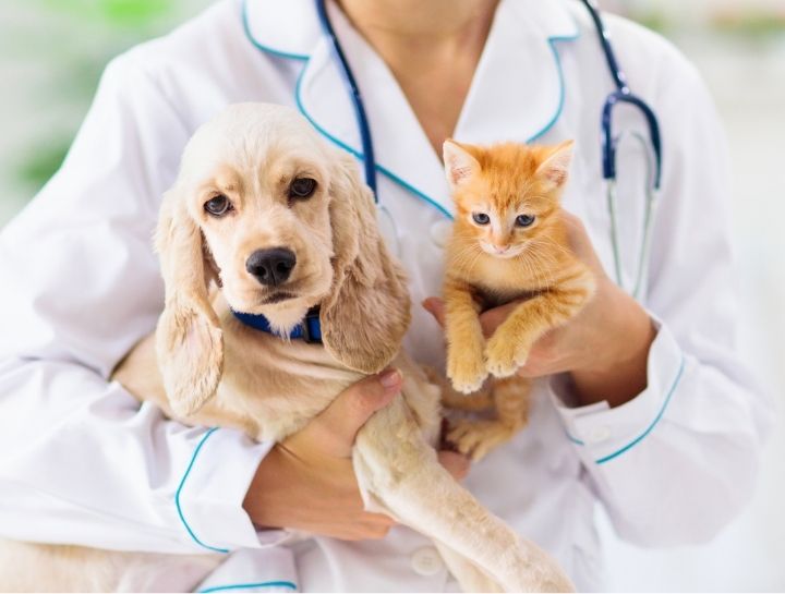 Puppy & Kitten Vaccinations