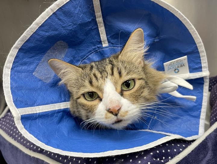 Spay & Neuter Procedures
