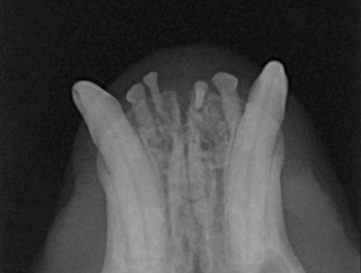Digital Dental Radiology