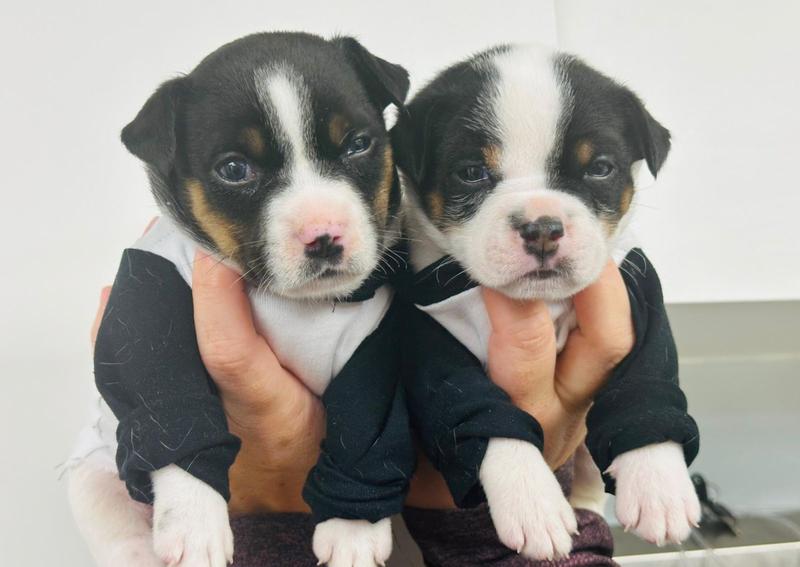 Carousel Slide 4: Foster puppies