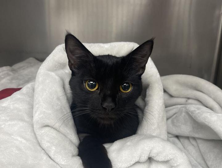Spaying & Neutering in $city